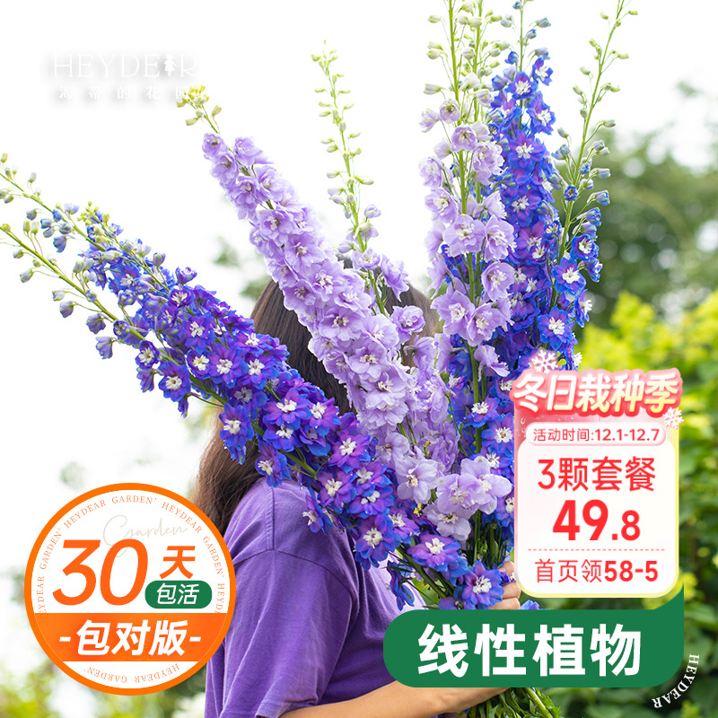 大花飞燕草花园春季花量大好养