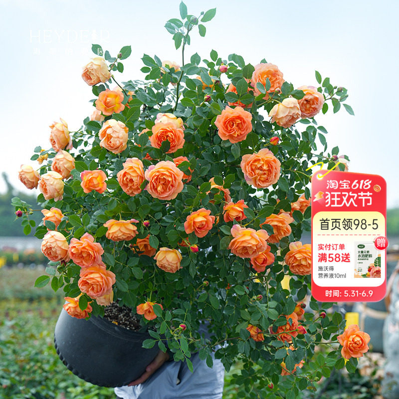 海蒂的花园月季花苗玫瑰花树苗木本花卉盆栽秋冬耐寒阳台庭院植物