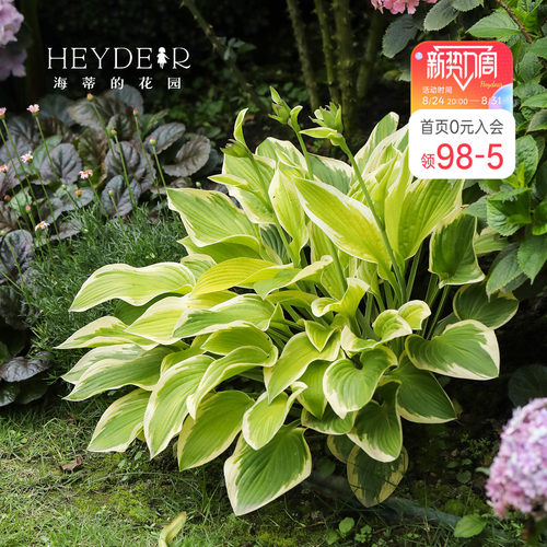 海蒂的花园玉簪耐阴观叶植物庭院