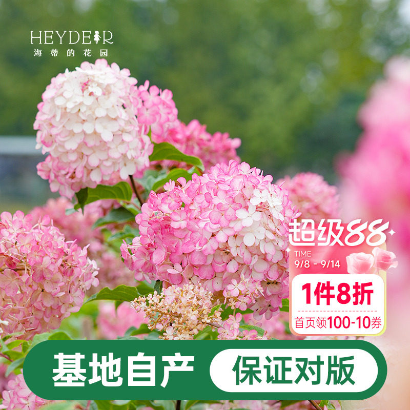 海蒂的花园圆锥绣球香草草莓石灰灯北方耐寒耐旱植物花卉盆栽海妈_虎窝淘