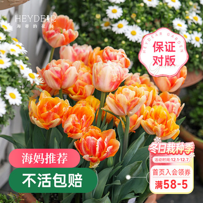 海蒂的花园郁金香种球狐步舞