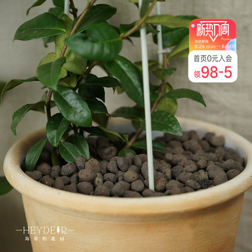 海蒂的花园 铺面陶粒花盆铺面石盆栽绿植花卉兰花垫底透气防烂根