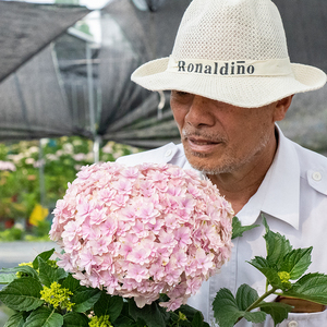 海蒂的花园 绣球无尽夏妖精花手鞠白玉等海妈家阳台露台庭院盆栽