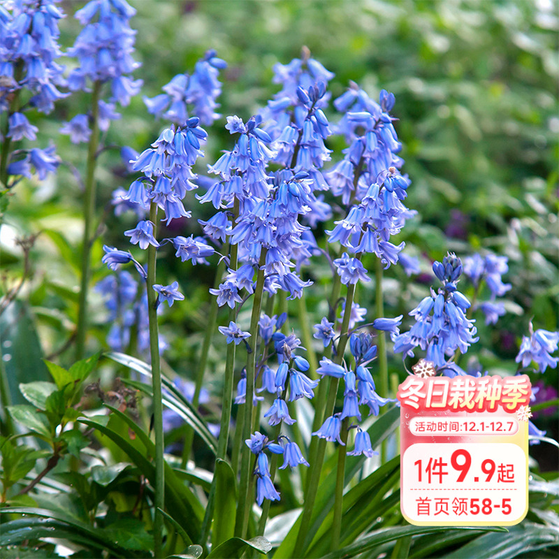 海蒂的花园 蓝铃花种球宿根好养球根植物阳台庭院花卉盆栽