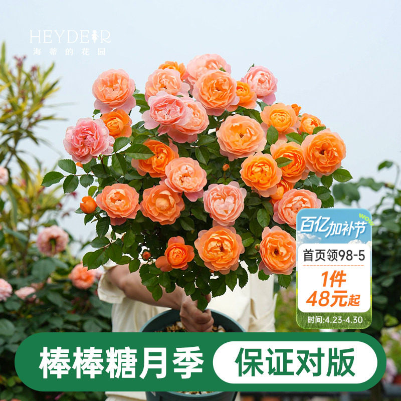 海蒂的花园棒棒糖月季花苗盆栽果汁阳台蓝色阴雨开花植物四季花卉