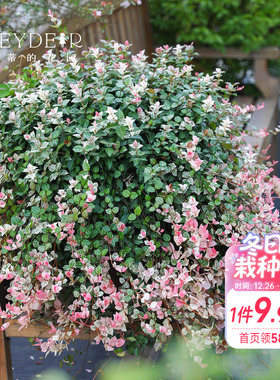 海蒂的花园花叶络石四季常绿好养观叶黄金过路黄铺面绿植盆栽苗