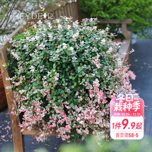 海蒂的花园花叶络石四季常绿垂吊