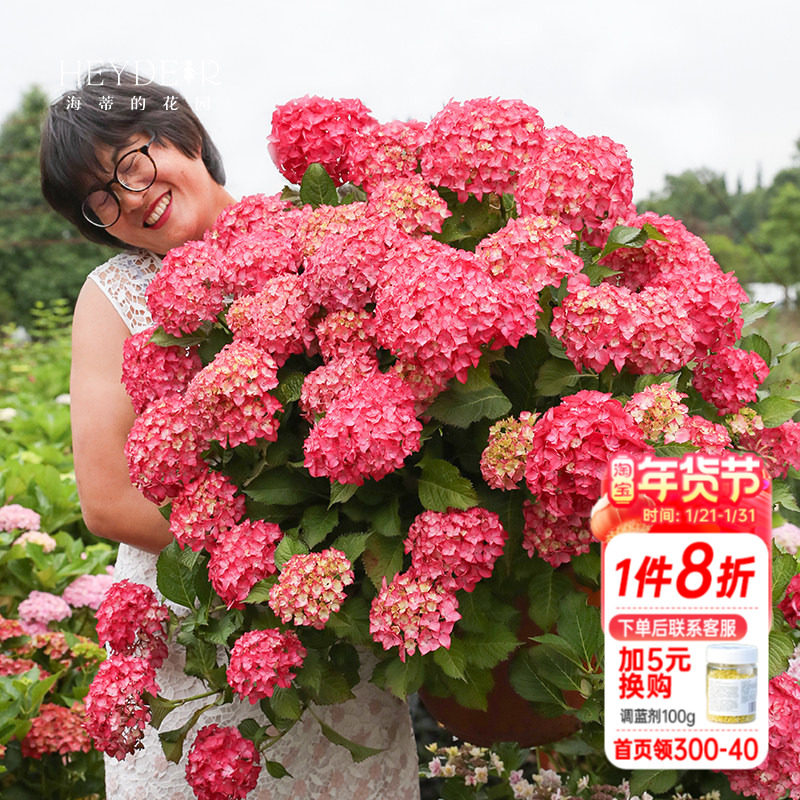 海蒂的花园 塞尔玛大花绣球八仙花庭院阳台耐阴花卉植物盆栽,鲜花速递/花卉仿真/绿植园艺,绣球/木绣球/木本植物,淘宝优惠券,粉丝福利购,淘宝优惠卷