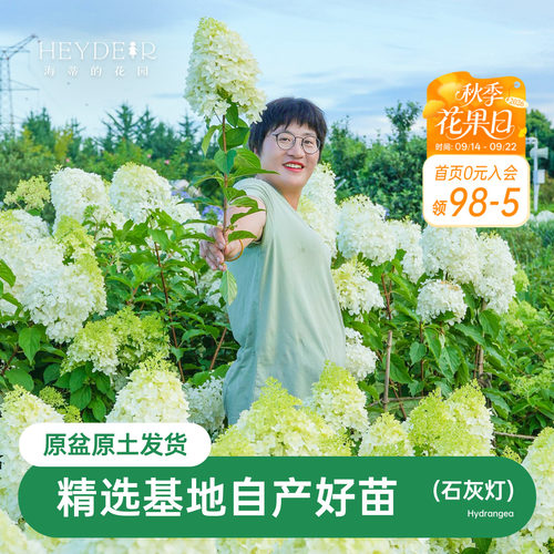 海蒂的花园圆锥绣球石灰灯夏季开花楼顶庭院地栽耐寒耐晒花卉盆栽