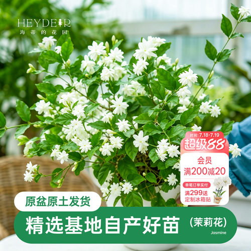 海蒂茉莉花阳台室内盆栽苗