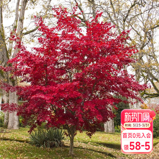 海蒂 花园红叶枫树盆栽苗庭院园林景观风景树室外地栽观叶植物