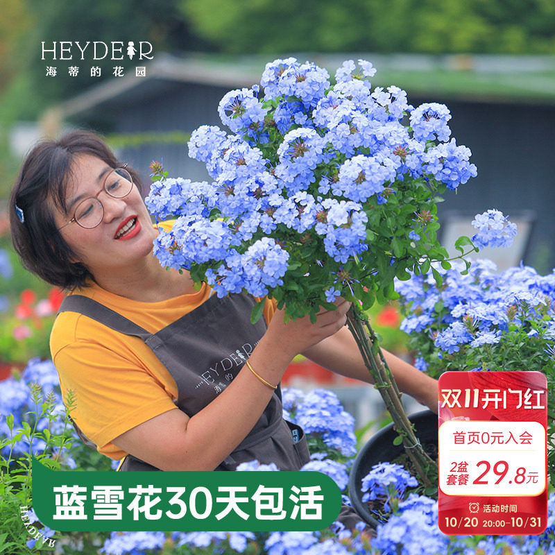 海蒂的花园蓝雪花盆栽耐热阳台可爬藤四季好养易活花卉植物室内花