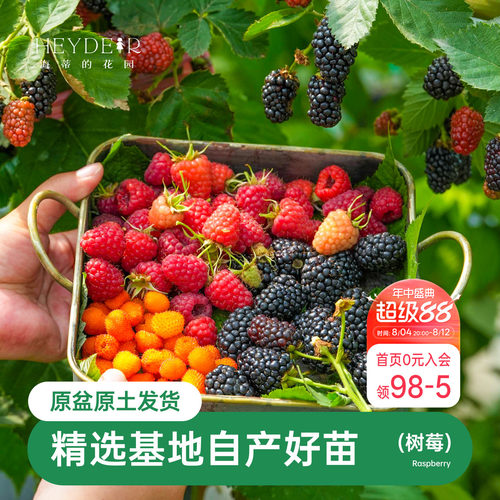 海蒂的花园树莓浆果耐寒灌木好养