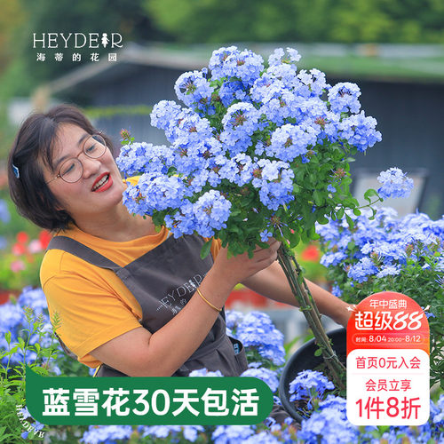 海蒂的花园蓝雪花盆栽耐热阳台可爬藤四季好养易活花卉植物室内花