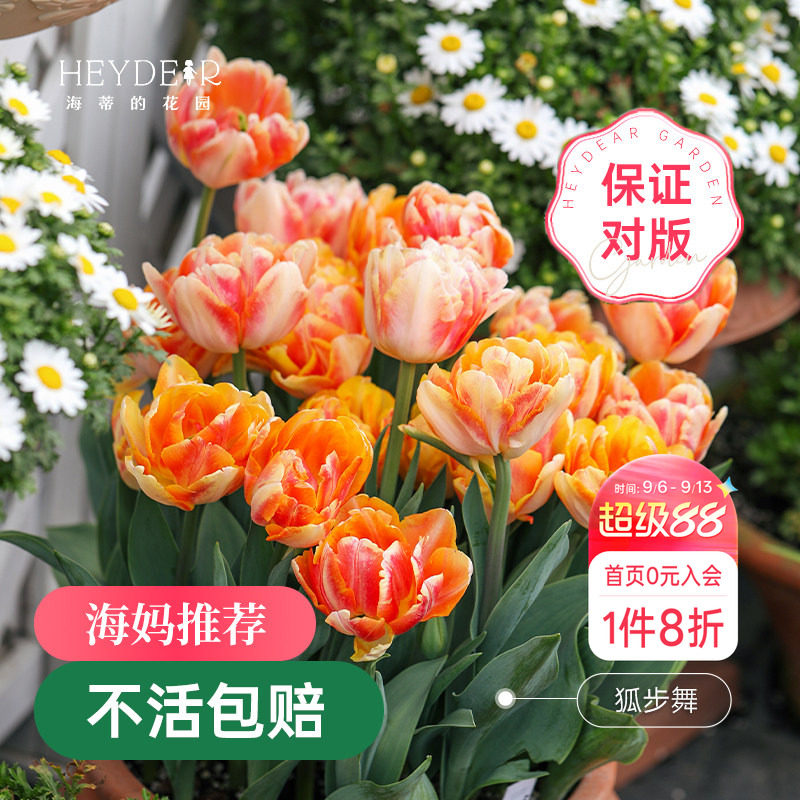 海蒂的花园郁金香种球狐步舞图片