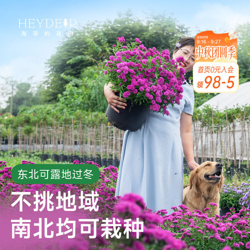 海蒂的花园荷兰菊盆栽小卡罗花苗多年生花卉阳台庭院开花耐寒植物