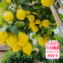 海蒂 香水柠檬树苗脆皮金桔盆栽桔子树枇杷盆栽南方果树苗 花园
