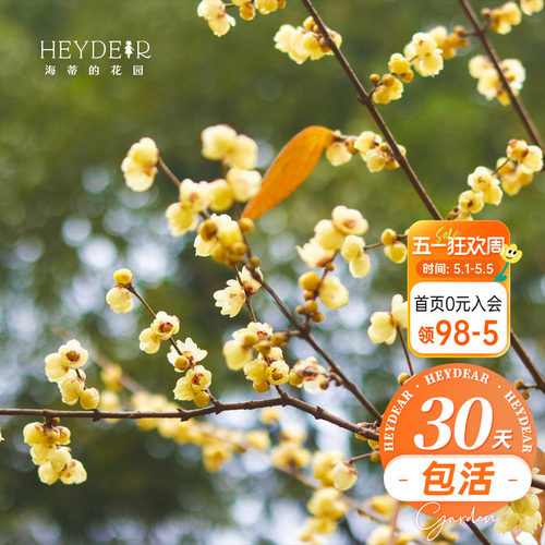 海蒂的花园腊梅花苗易活好养