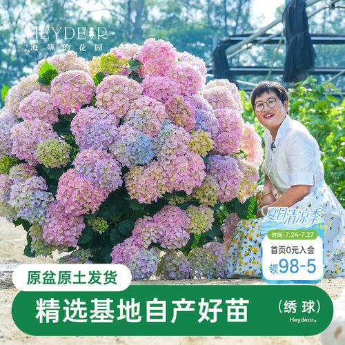 海蒂的花园绣球无尽银河庭院阳台