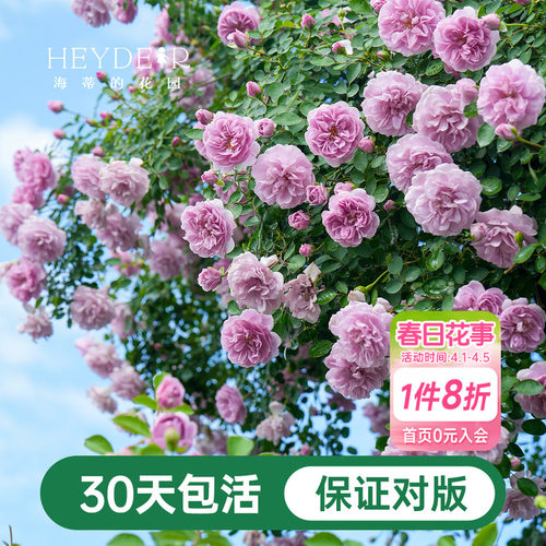 海蒂的花园爬藤月季花苗