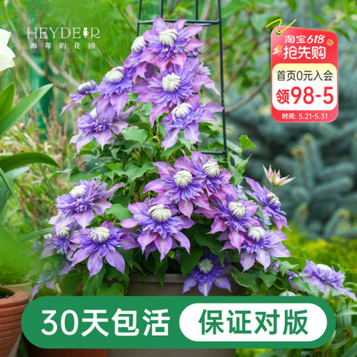 铁线莲乌托邦全国可种一年多次花
