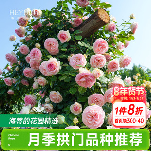 海蒂的花园月季花苗爬藤拱门玫瑰庭院地栽蓝色阴雨粉色龙沙宝石