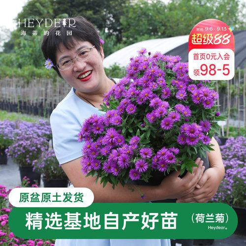 海蒂的花园荷兰菊花苗小卡罗妮可盆栽菊花多年生耐热耐寒开花植物