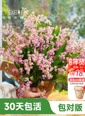 海蒂的花园梦香文心兰盆栽室内兰花植物桌面绿植海妈家成都总店