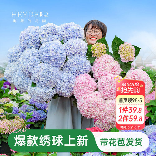 海蒂的花园绣球花苗盆栽无尽夏万华镜大花阳台花园庭院花卉植物
