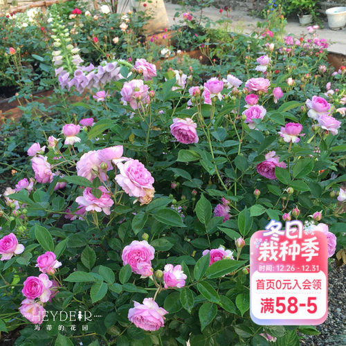 海蒂的花园玛姬婶婶庭院微型月季