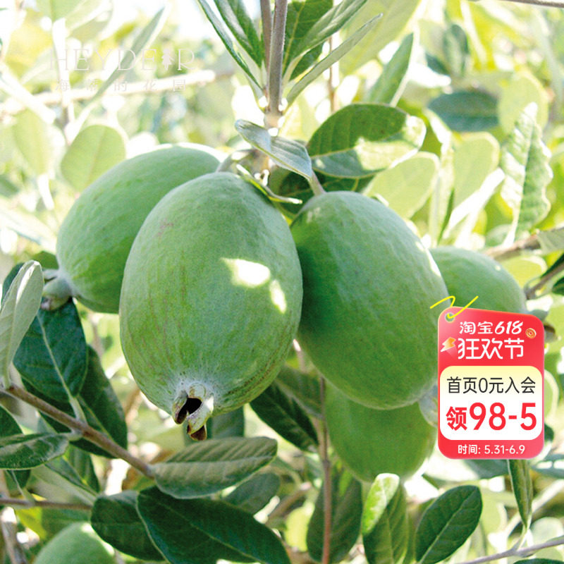 海蒂的花园 菲油果常绿灌木水果树苗庭院露台观赏植物果树盆栽苗