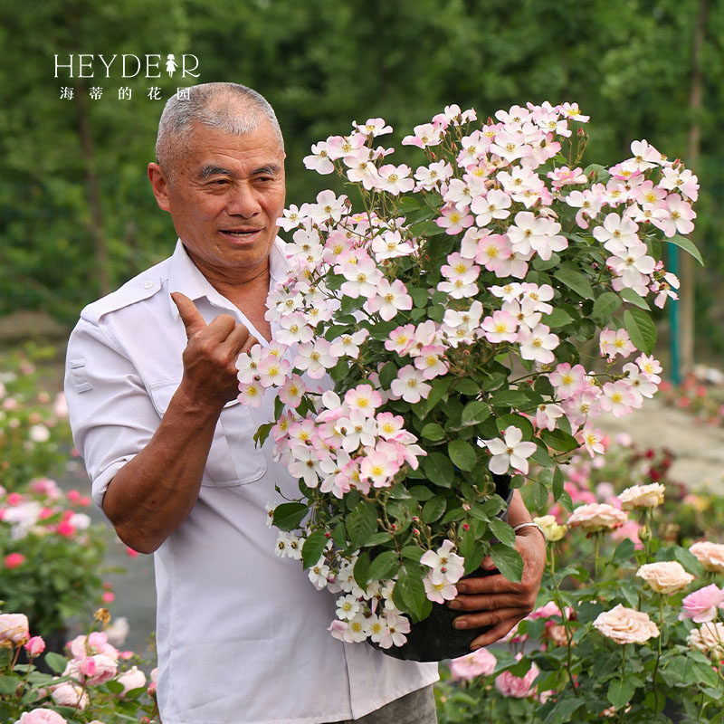 海蒂的花园小蜜蜂爬藤月季丰花勤花可做花墙拱门庭院植物盆栽苗 海蒂的花园成都总店 淘优券