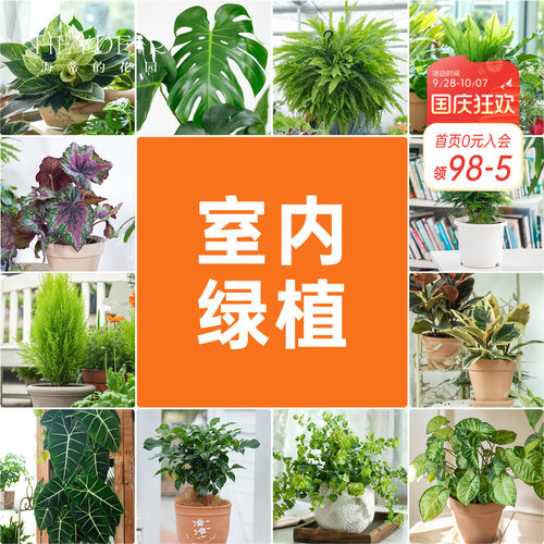 海蒂的花园室内绿植铂金钻龟背竹盆栽室内客厅桌面办公室观叶植物