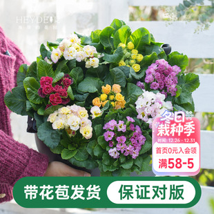 海蒂 花园报春阳台庭院好养易活植物花苗冬春开花带花苞花卉盆栽