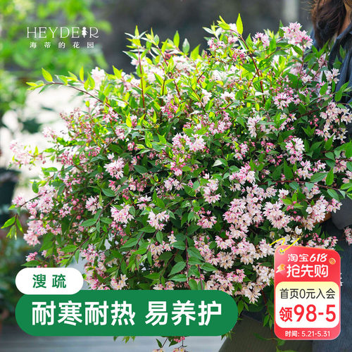 春天花瀑布溲疏海蒂的花园灌木