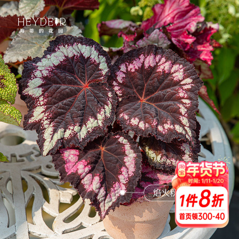 海蒂的花园秋海棠盆栽竹节海棠阳台室外室内客厅桌面绿植观叶植物,鲜花速递/花卉仿真/绿植园艺,时令草本花卉,淘宝优惠券,粉丝福利购,淘宝优惠卷