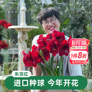 海蒂 花园朱顶红种球阿弗雷进口重瓣鬼魅新年快乐开花球根海妈