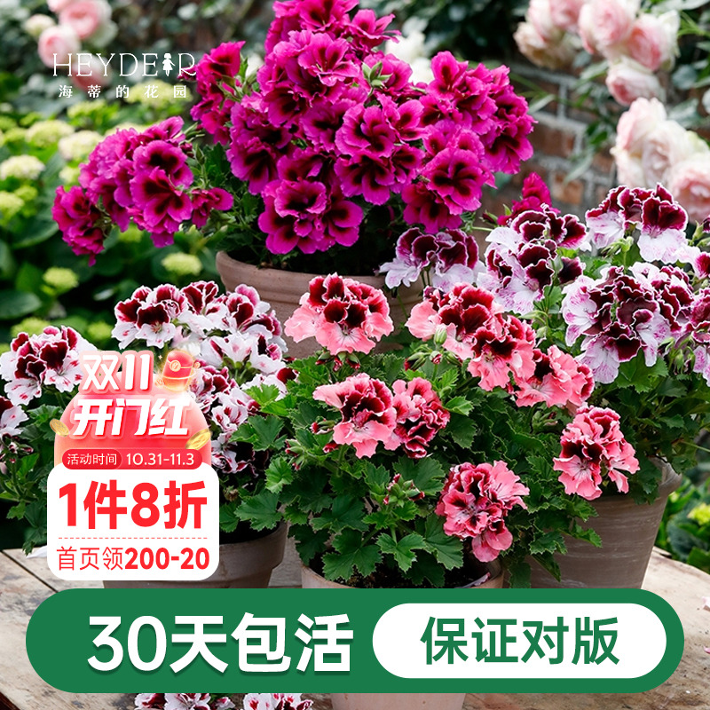 海蒂的花园天竺葵花苗盆栽重瓣四季垂吊直立大花飞溅花卉植物室内