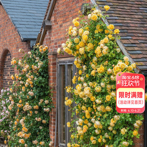 海蒂的花园爬藤庭院植物盆栽