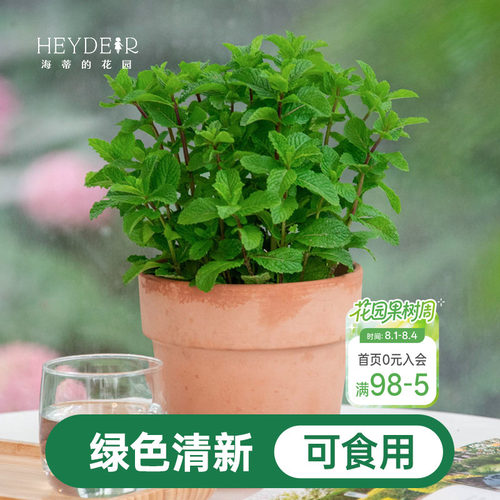海蒂的花园薄荷盆栽苗