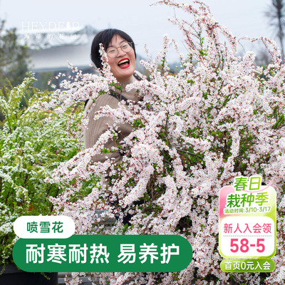 海蒂的花园金叶雪柳多年生花灌木