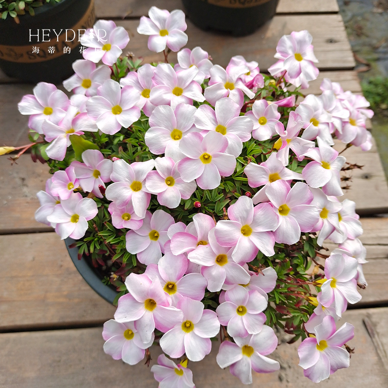 海蒂的花园酢浆草美花芙蓉黄花多年生草本易爆盆阳台植物花卉盆栽