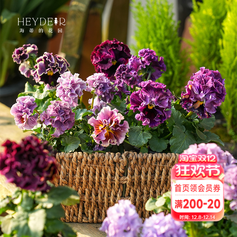 角堇冬春阳台盆栽花卉