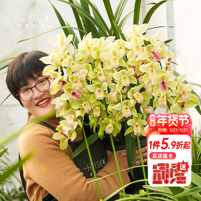 海蒂的花园年宵花兰花大花蕙兰盆栽带花苞花卉植物室内花客厅阳台,鲜花速递/花卉仿真/绿植园艺,大型绿植/成品组合盆栽,淘宝优惠券,粉丝福利购,淘宝优惠卷