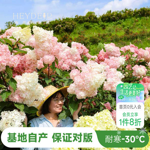 海妈北方耐寒耐旱植物花卉盆栽