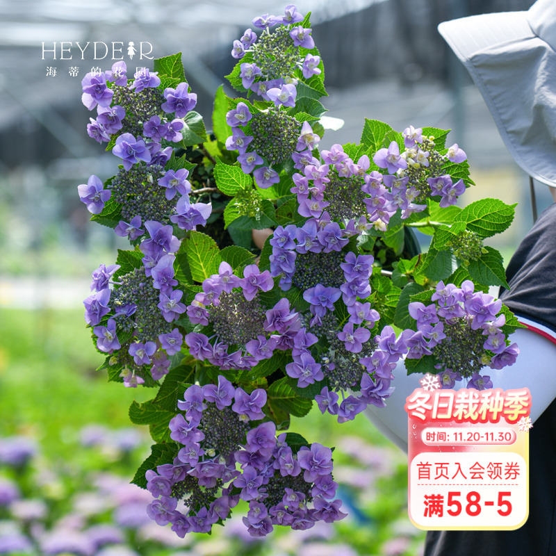 海蒂的花园妖精之瞳庭院大花绣球