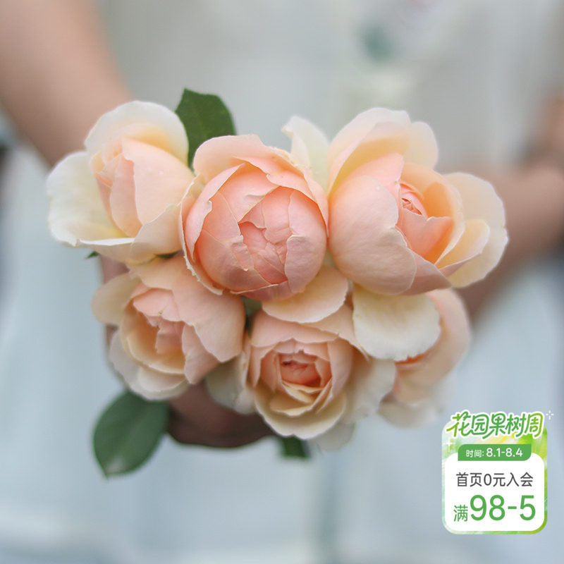 海蒂的花园 无名的裘德欧月浓香灌木月季大花包子长势好花卉盆栽