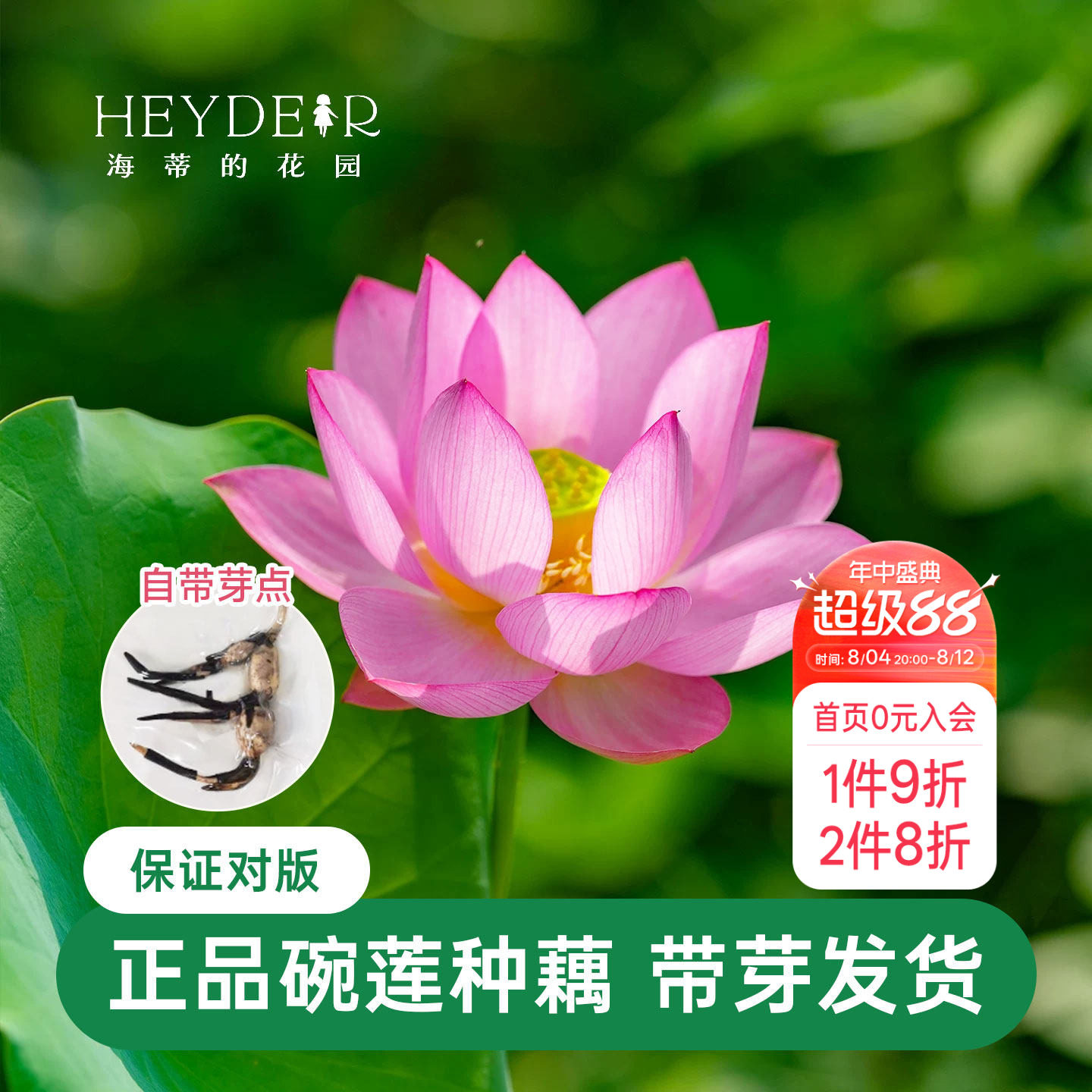 海蒂的花园 碗莲种藕荷花水培植物多年生水生花卉莲花水养裸根苗