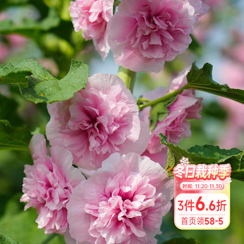 海蒂的花园重瓣蜀葵桃子与梦蜜桃乌龙庭院花园花卉植物小苗易养活