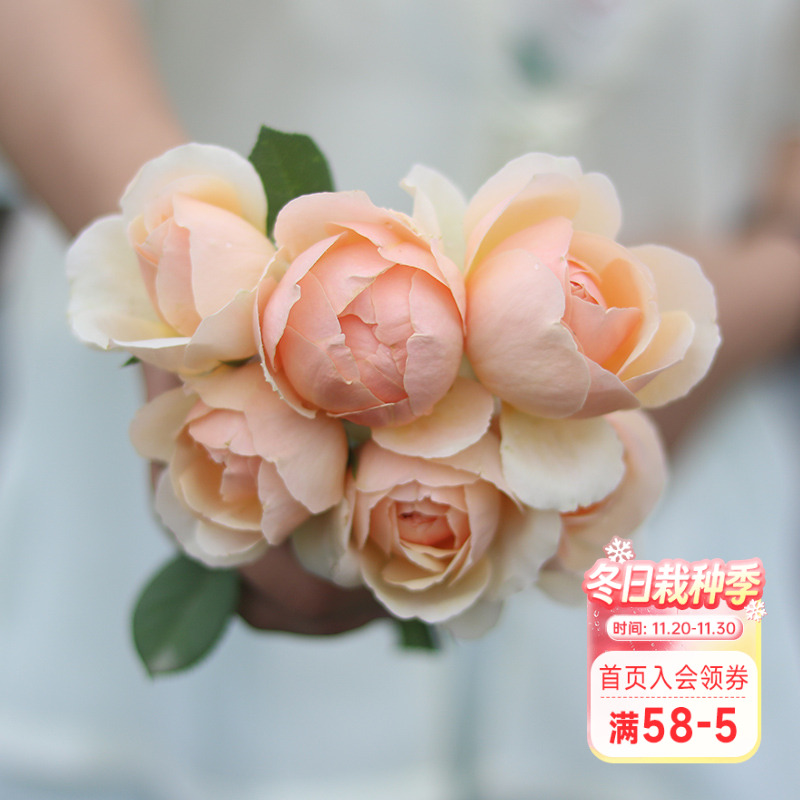 海蒂的花园 无名的裘德欧月浓香灌木月季大花包子长势好花卉盆栽